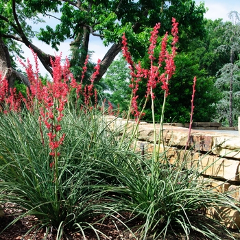 Hesperaloe parviflora 'Perpa' (085109)