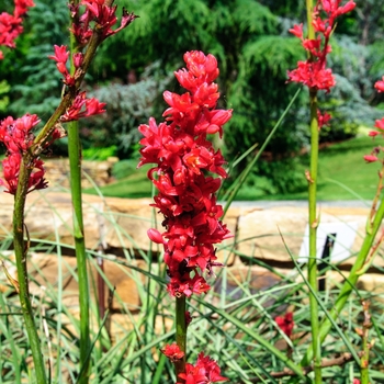 Hesperaloe parviflora 'Perpa' (085110)