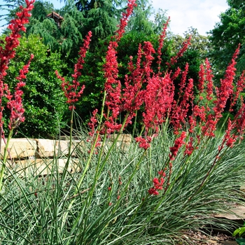 Hesperaloe parviflora 'Perpa' (085111)