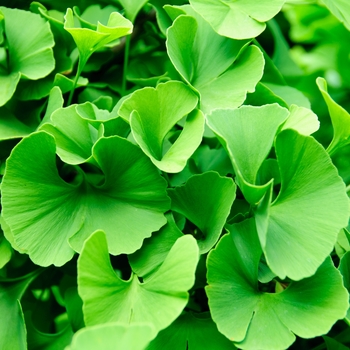 Ginkgo biloba 'Jade Butterflies' (085114)