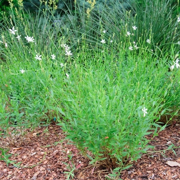 Gaura lindheimeri 'Sparkle White' (085115)