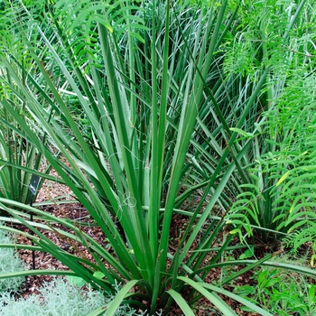 Hesperaloe funifera '' (085116)