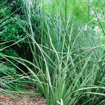 Hesperaloe funifera '' (085117)