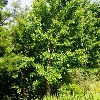 Ginkgo biloba 'Autumn Gold' (085118)