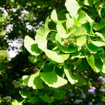 Ginkgo biloba 'Autumn Gold' (085119)