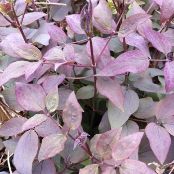 Clematis recta 'Purpurea' (085133)