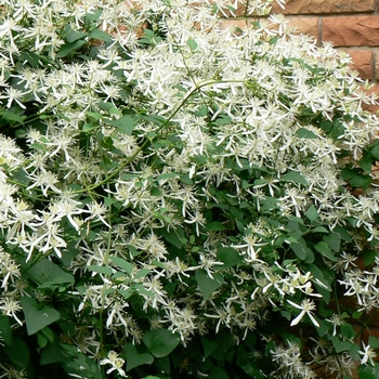 Clematis paniculata '' (085134)