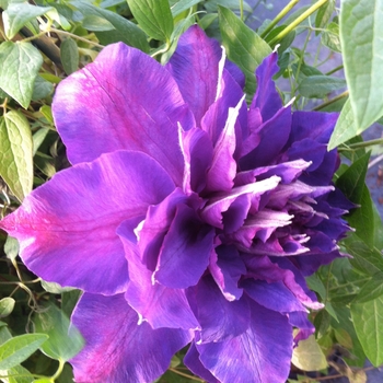 Clematis 'Vyvyan Pennell' (085140)