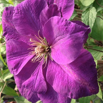 Clematis 'Perrin's Pride' (085142)