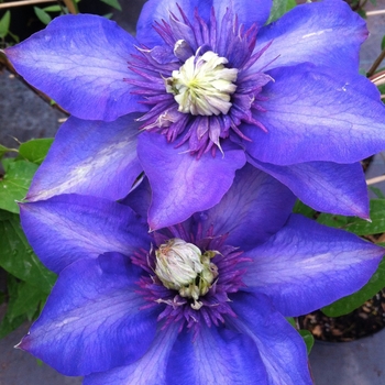 Clematis 'Multi-Blue' (085145)