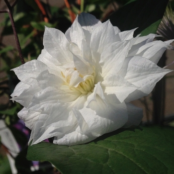 Clematis 'Isago' (085148)