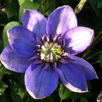 Clematis 'Blue Light®' (085154)