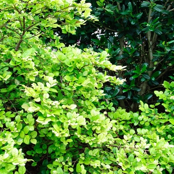 Loropetalum chinense 'Emerald Snow®' (085160)