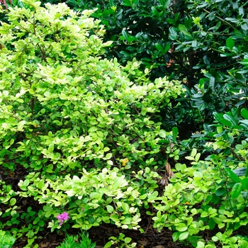 Loropetalum chinense 'Emerald Snow®' (085161)