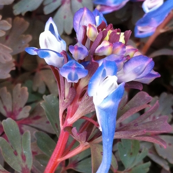 Corydalis flexuosa 'Purple Leaf' (085208)