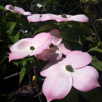 Cornus 'Stellar Pink®' (085211)