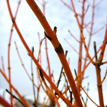 Cornus sanguinea 'Winter Beauty (Winter Flame)' (085213)