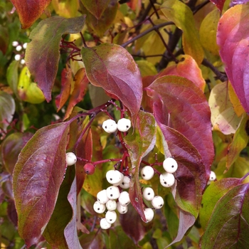 Cornus racemosa '' (085215)