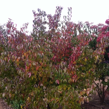 Cornus racemosa '' (085216)