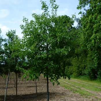 Cornus racemosa '' (085217)