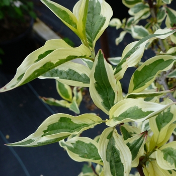 Cornus mas 'Variegata' (085218)