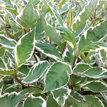 Cornus alba 'Ivory Halo®' (085223)