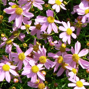 Coreopsis rosea 'American Dream' (085225)