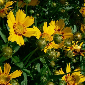 Coreopsis grandiflora 'Baby Sun' (085226)