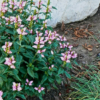 Chelone lyonii 'Hot Lips' (085234)