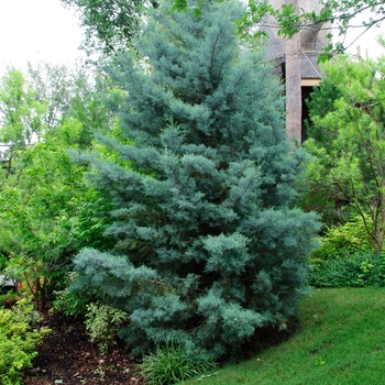 Cupressus arizonica '' (085252)