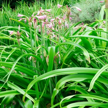 Crinum 'Luther Burbank' (085254)