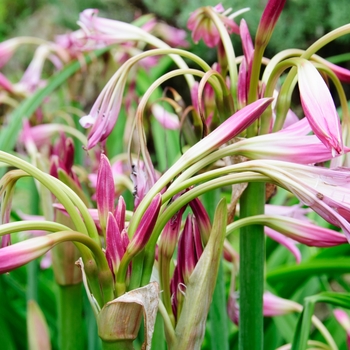 Crinum 'Luther Burbank' (085256)