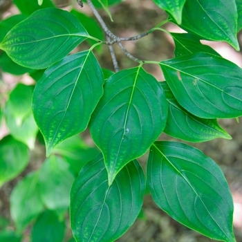 Cornus kousa '' (085257)