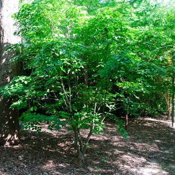 Cornus kousa '' (085258)