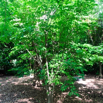 Cornus kousa '' (085259)