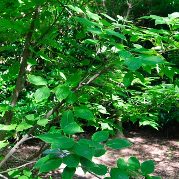 Cornus kousa '' (085260)