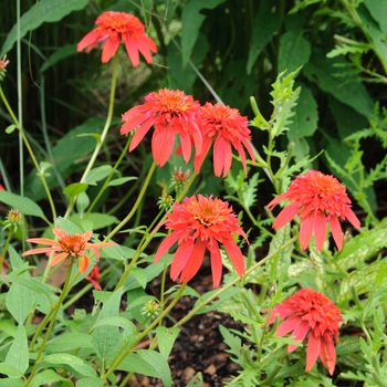 Echinacea Double Scoop™ 'Raspberry' (085262)