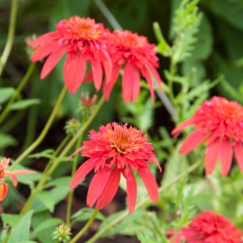 Echinacea Double Scoop™ 'Raspberry' (085263)