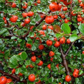 Cotoneaster apiculatus '' (085303)