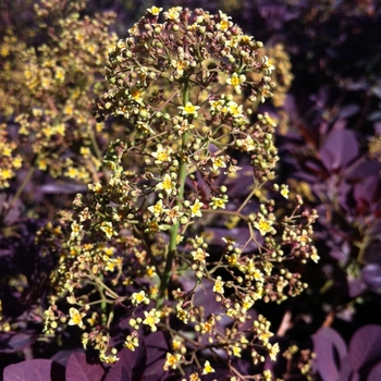 Cotinus coggygria 'Royal Purple' (085304)