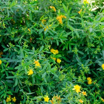 Hypericum prolificum '' (085308)