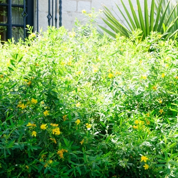 Hypericum prolificum '' (085310)