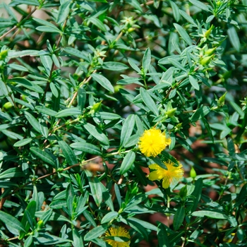 Hypericum prolificum '' (085311)