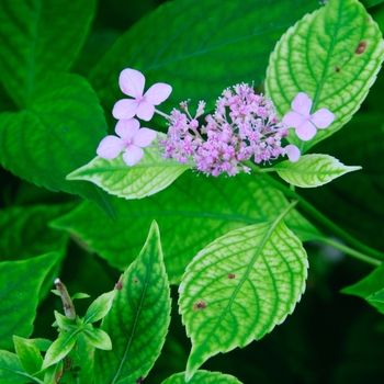 Hydrangea macrophylla 'Weidner's Pink' (085313)