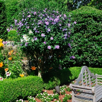 Hibiscus syriacus 'Ardens' (085316)