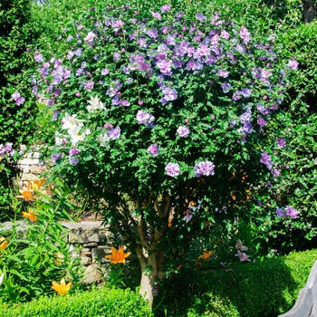 Hibiscus syriacus 'Ardens' (085317)