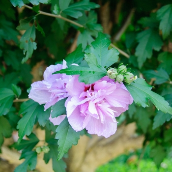 Hibiscus syriacus 'Ardens' (085318)