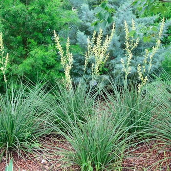 Hesperaloe parviflora 'Yellow' (085321)