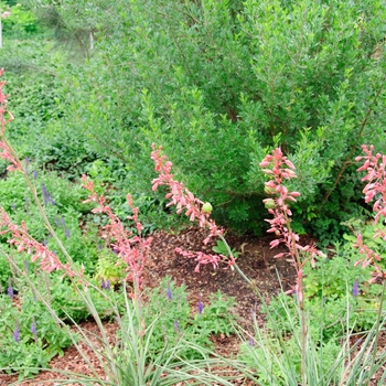 Hesperaloe parviflora '' (085325)