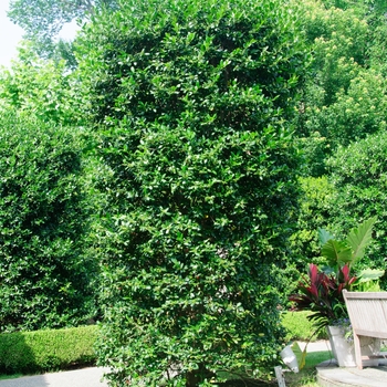 Ilex 'Nellie R. Stevens' (085336)